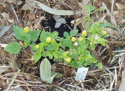 Toothache Plant -Spilanthes: Details, Properties, Effects