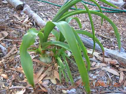 Squill: Details, Properties, Effects