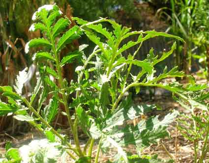 Tansy: Details, Properties, Effects