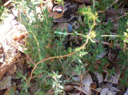 Thyme: Details, Properties, Effects
