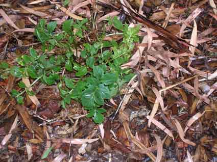 Valerian: Details, Properties, Effects