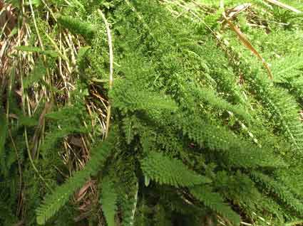 Yarrow: Details, Properties, Effects