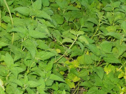 Nettle #: Details, Properties, Effects