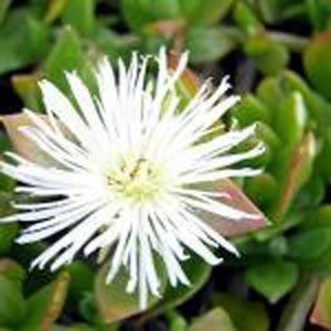 Sceletium #: Details, Properties, Effects