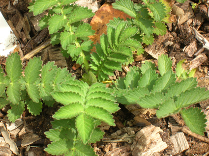 Agrimony: Details, Properties, Effects