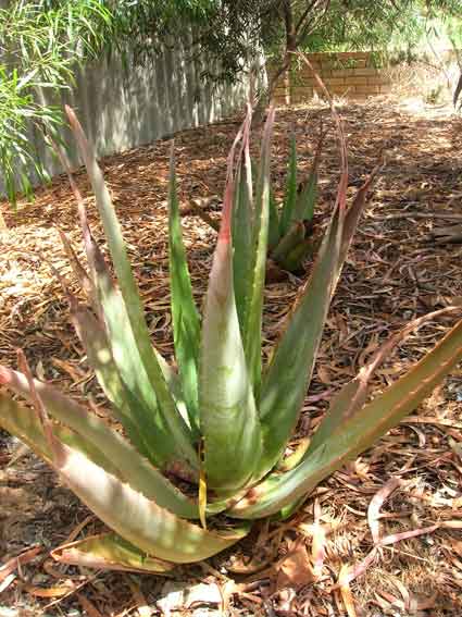 Aloe: Details, Properties, Effects