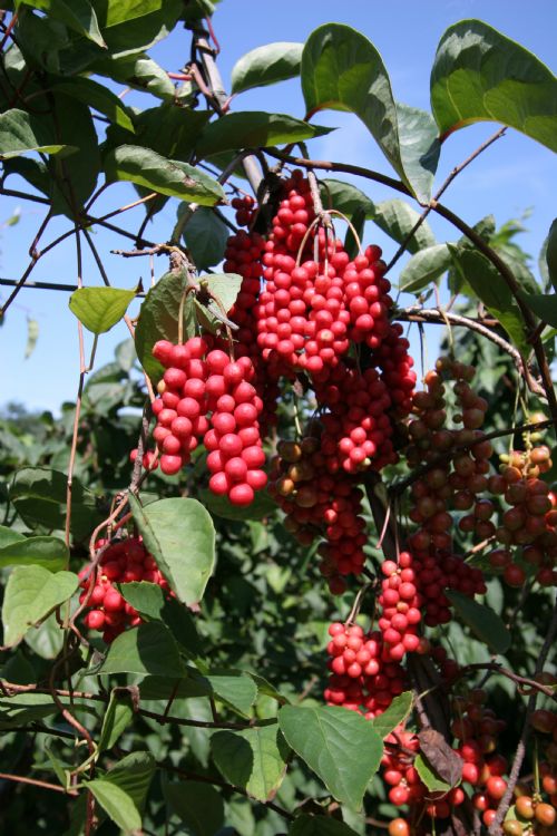 Schisandra #: Details, Properties, Effects