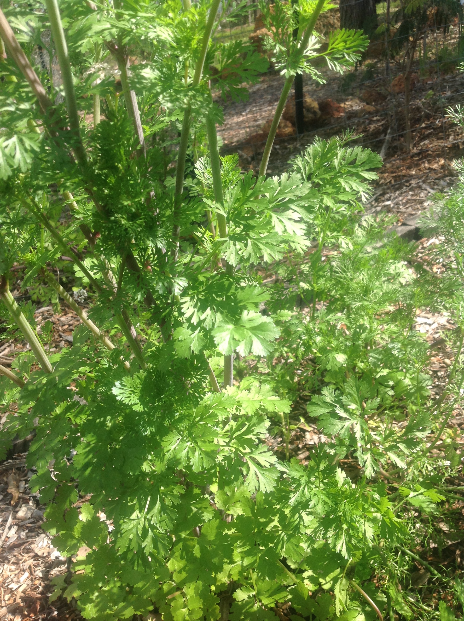 Coriander: Details, Properties, Effects