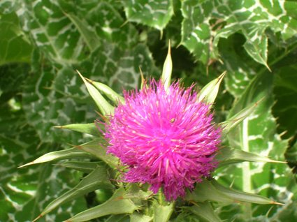 St. Marys Thistle # - additional photograph 1