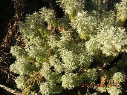 Wormwood — Smudge Stick